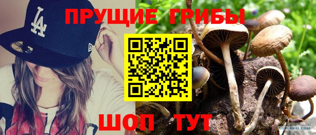 Галлюциногенные грибы Cubensis Великий Новгород